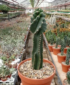 Cereus peruvianus tortuosus