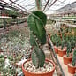 Cereus peruvianus tortuosus