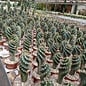 Cereus peruvianus tortuosus