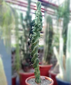 Cereus peruvianus tortuosus XXL