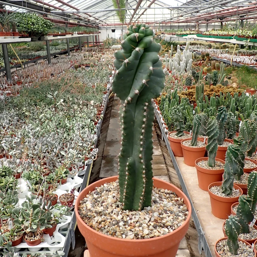 Cereus peruvianus tortuosus
