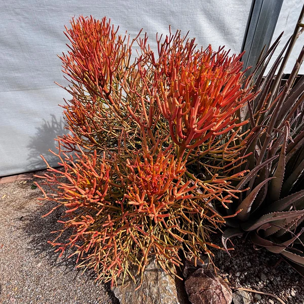 Euphorbia Tiricalli "Firesticks"