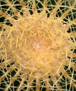 Echinocactus grusonii %