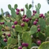 Prickly Pear Cactus