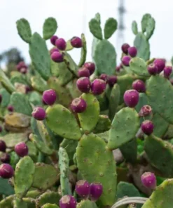 Prickly Pear Cactus