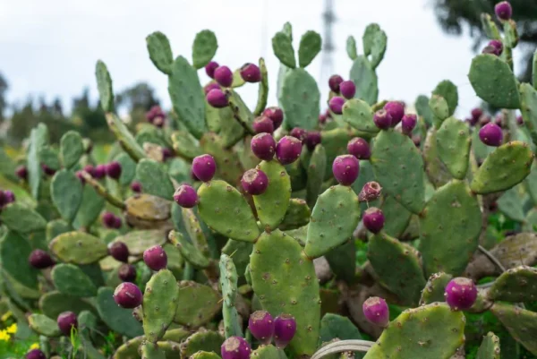 Prickly Pear Cactus