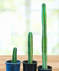 Mexikanischer Zaunpfostenkaktus