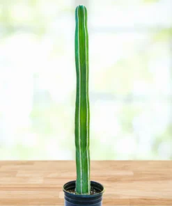 Mexikanischer Zaunpfostenkaktus