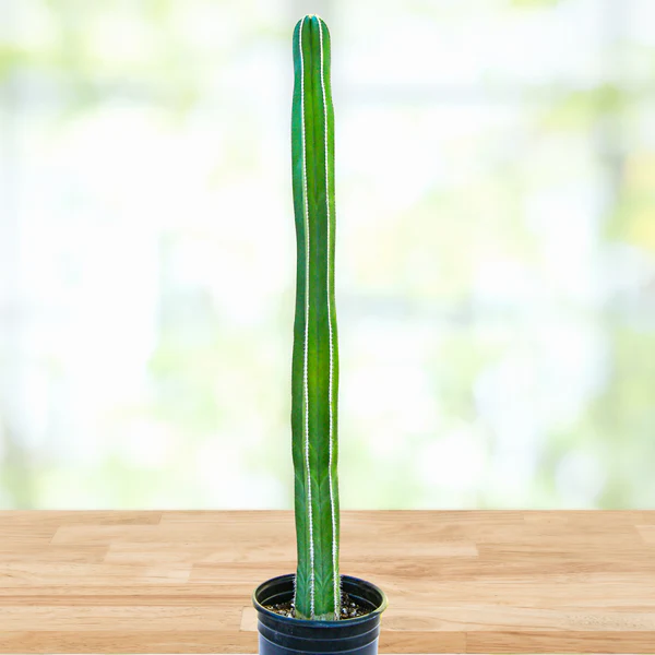 Mexikanischer Zaunpfostenkaktus