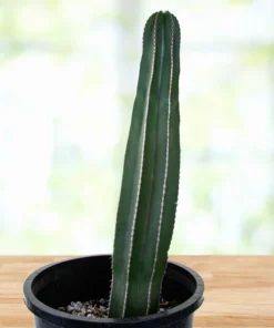 Mexikanischer Zaunpfostenkaktus