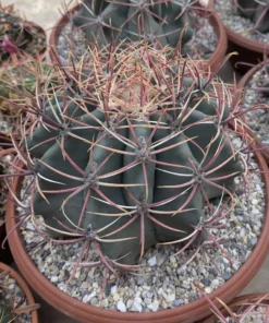 Ferocactus emoryi XL