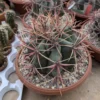 Ferocactus emoryi XL