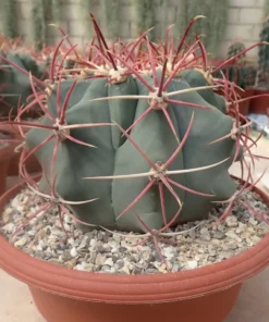 Ferocactus emoryi XL