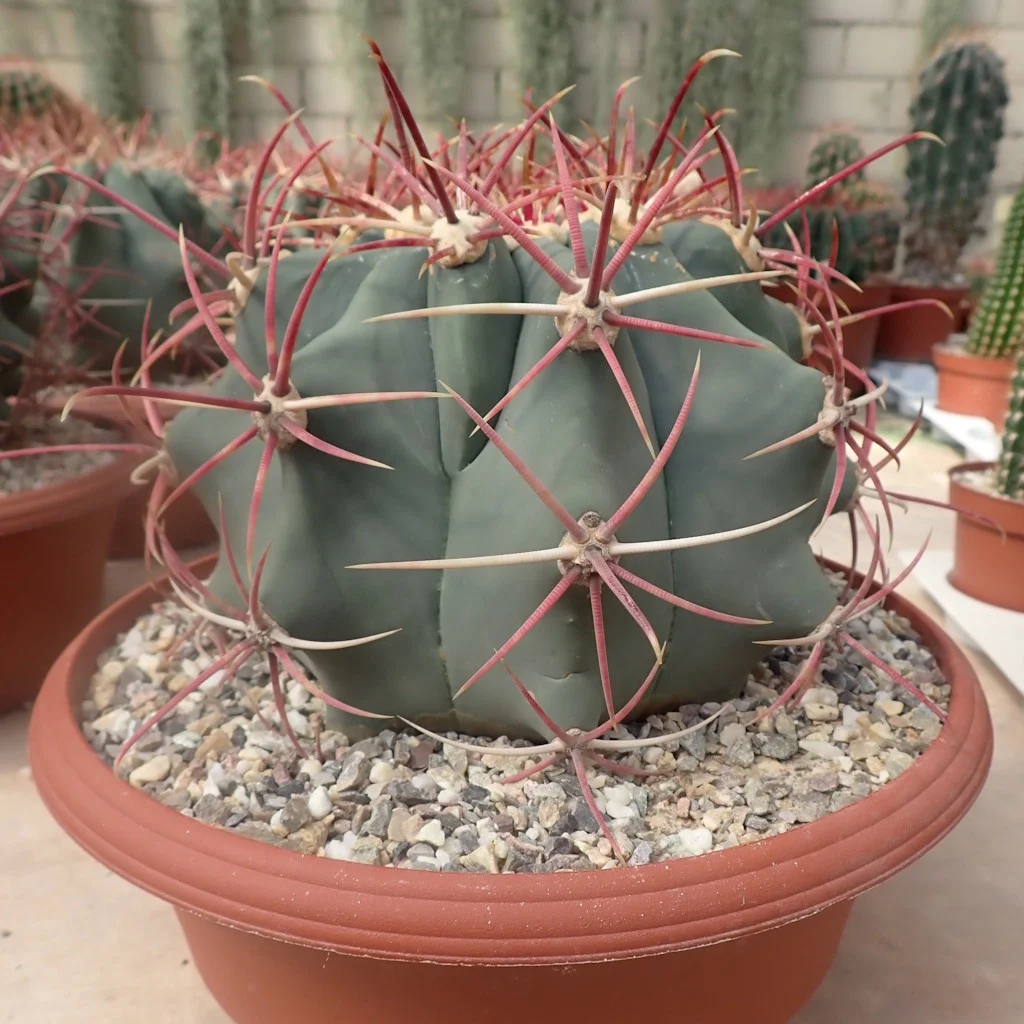 Ferocactus emoryi XL