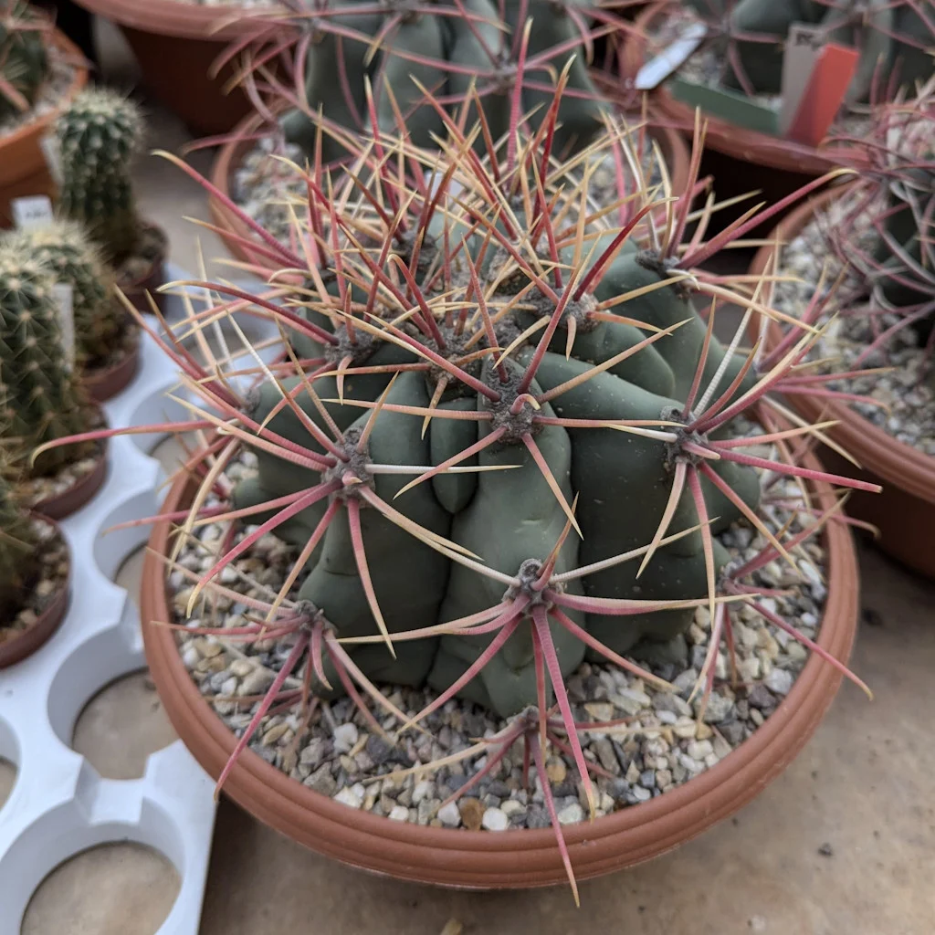 Ferocactus emoryi XL