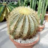 Ferocactus glaucescens XL