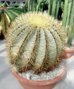 Ferocactus glaucescens XL
