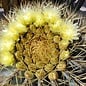 Ferocactus glaucescens XL