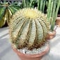 Ferocactus glaucescens XL
