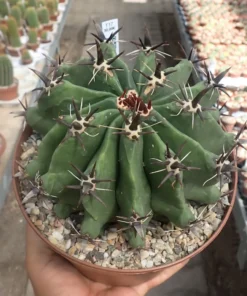 Ferocactus horridus cv. brevispinus XL