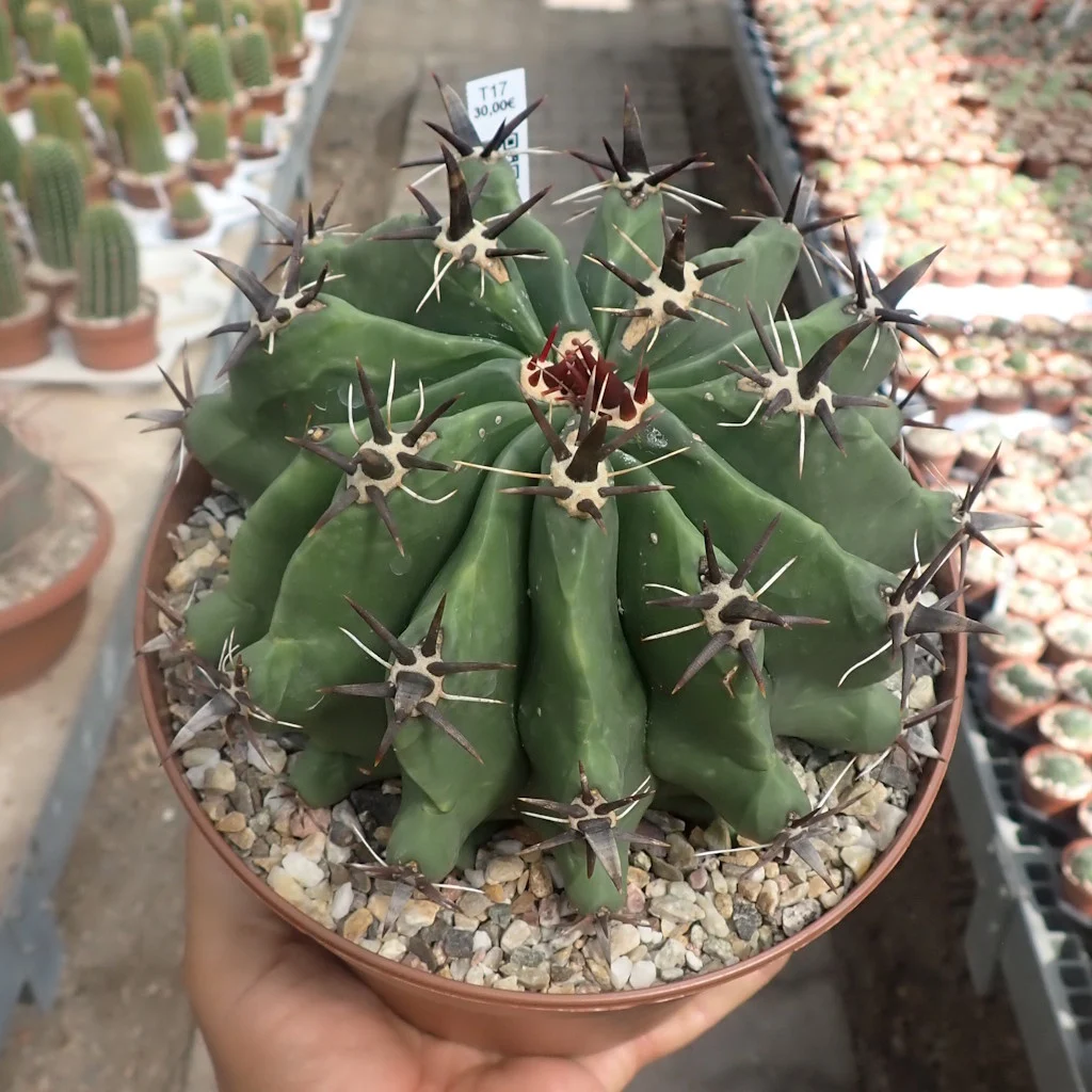 Ferocactus horridus cv. brevispinus XL