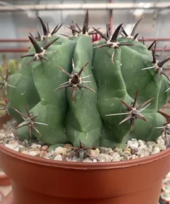 Ferocactus horridus cv. brevispinus XL