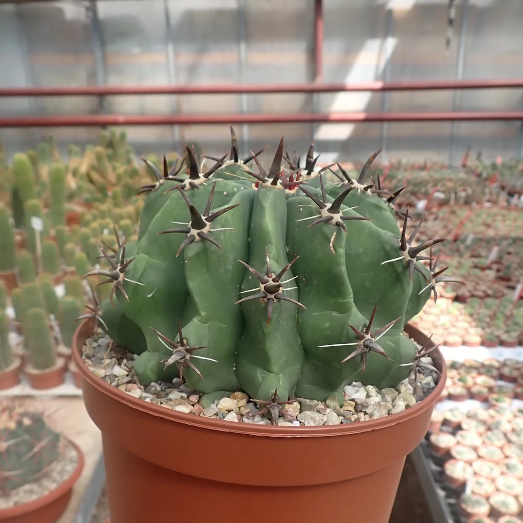 Ferocactus horridus cv. brevispinus XL