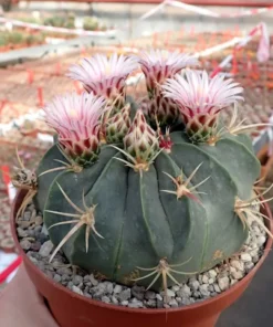 Ferocactus macrodiscus
