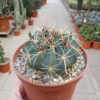 Ferocactus macrodiscus