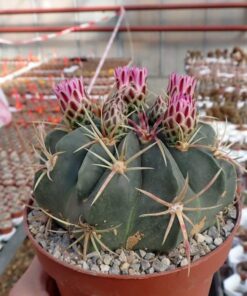 Ferocactus macrodiscus