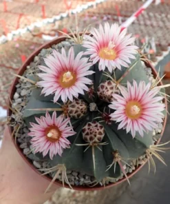 Ferocactus macrodiscus