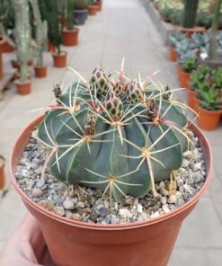 Ferocactus macrodiscus