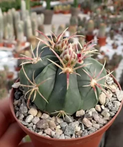 Ferocactus macrodiscus