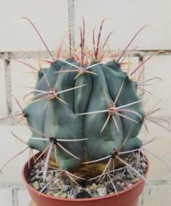 Ferocactus rectispinus