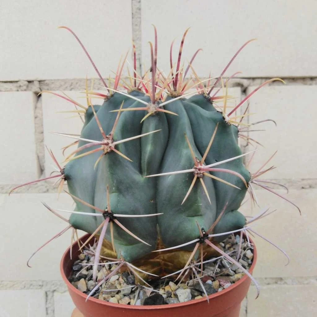 Ferocactus rectispinus