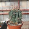 Ferocactus rectispinus