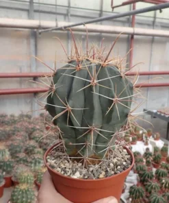 Ferocactus rectispinus