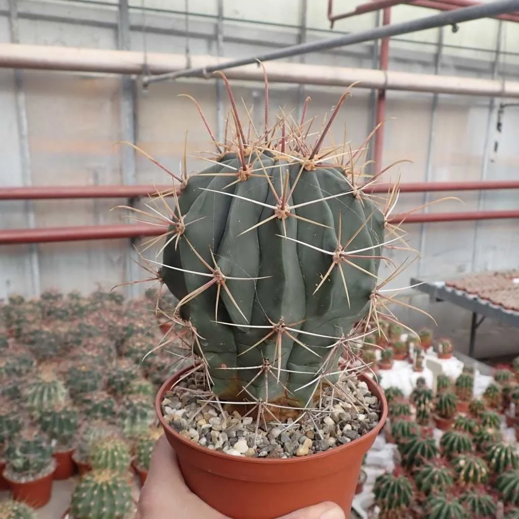 Ferocactus rectispinus