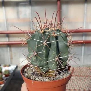 Ferocactus rectispinus