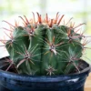 Ferocactus herrerae