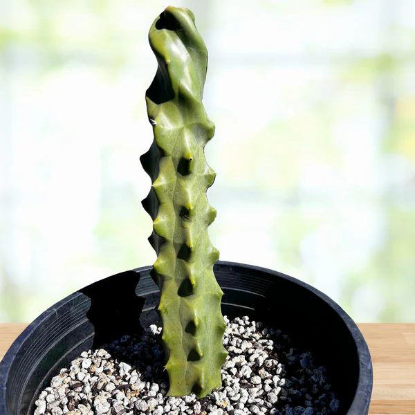 Spiral-Totempfahl-Kaktus