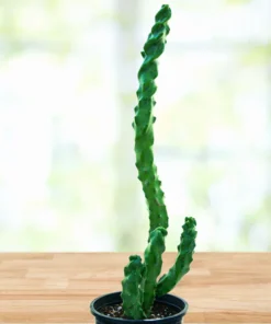 Spiral-Totempfahl-Kaktus