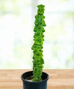 Totempfahl „Major“