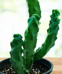 Spiral-Totempfahl-Kaktus