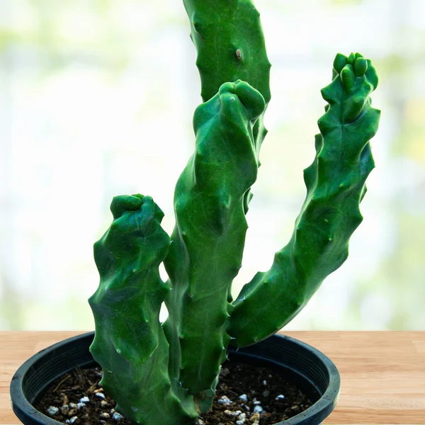 Spiral-Totempfahl-Kaktus